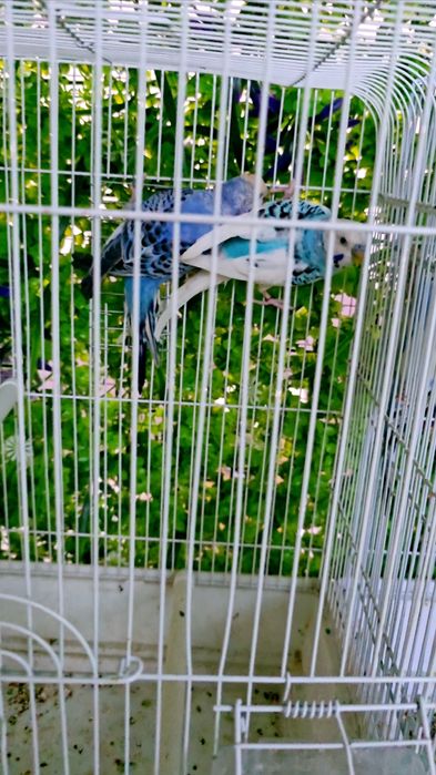 Волнистый попугай Valnisti paralar