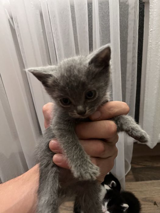 Отдам котят четверо