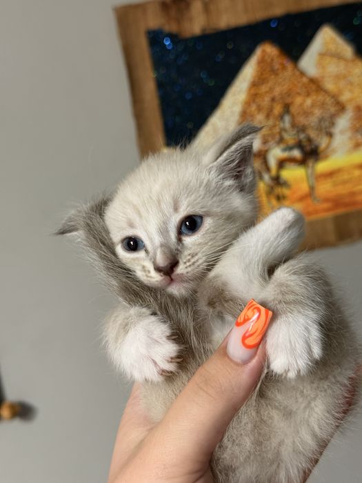Котята домашние, мать крысылов