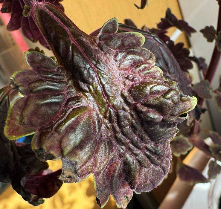 Продам колеус "Черный дракон"
