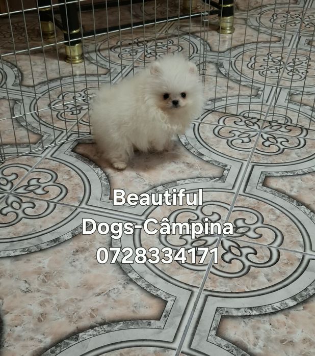 Pomeranian pui femelă