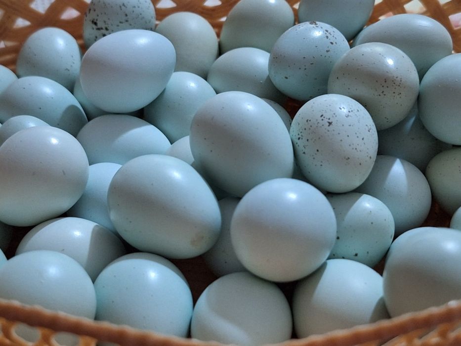 Pui prepelita Celadon au o zi