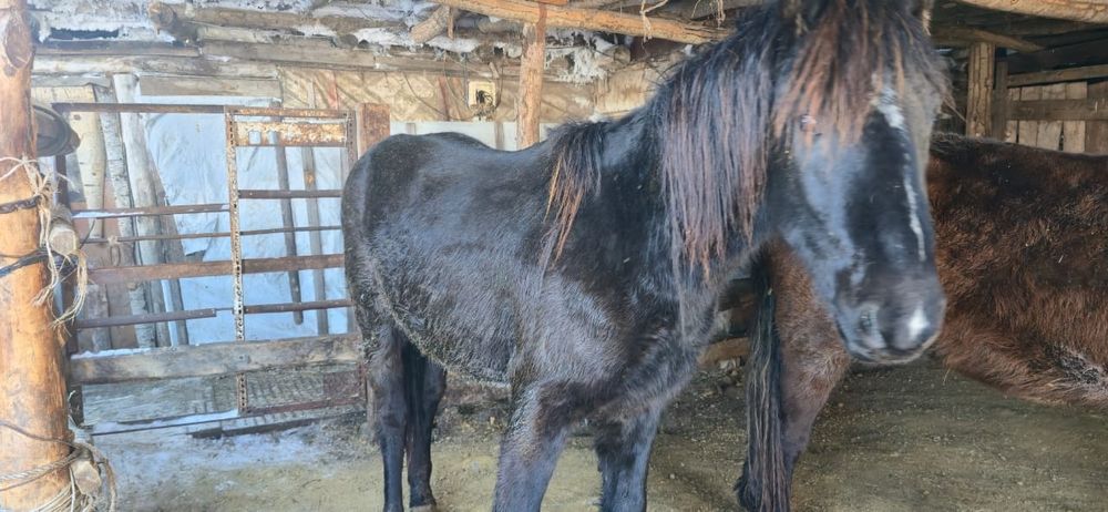 Продам жеребчика.согым