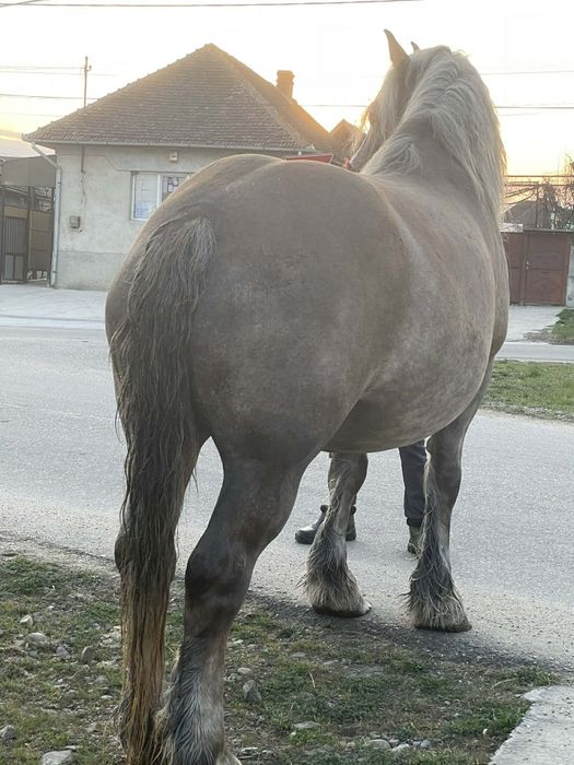 Vând iapa de 5 ani gestanta