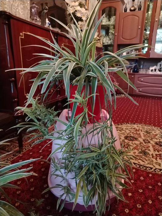 Комнатные цветы. Хлорофитум.