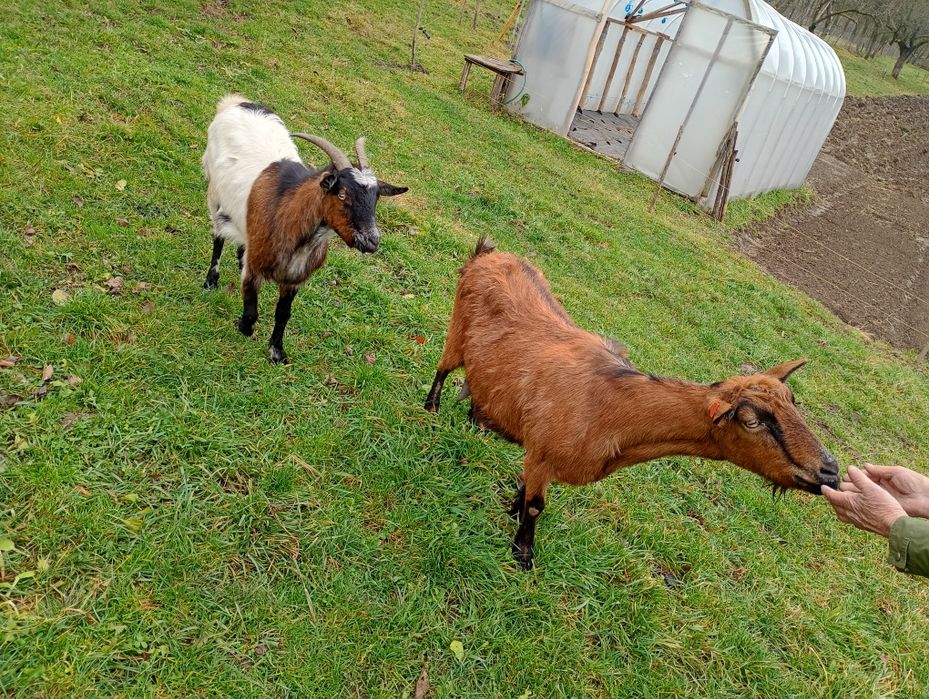 Vând capre alpin, pentru detalii la telefon