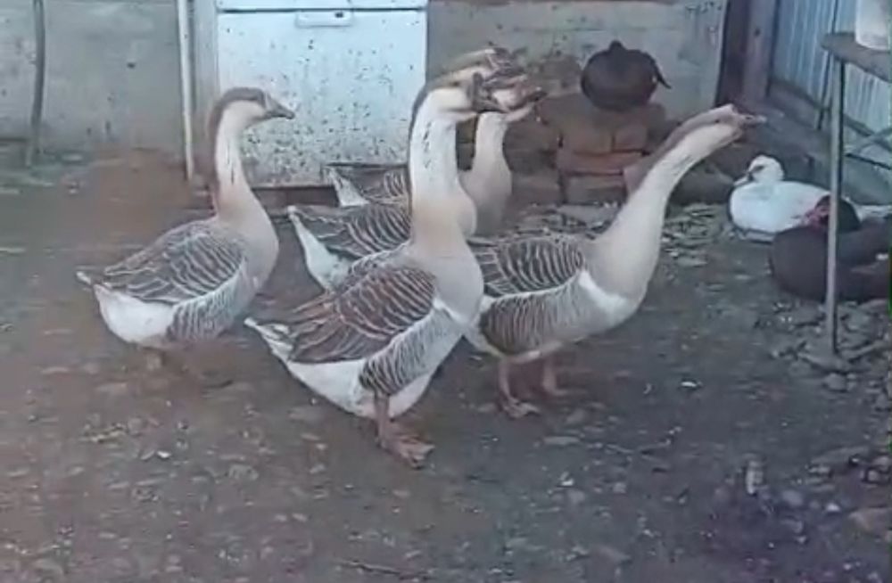 Vând sau schimb gaste