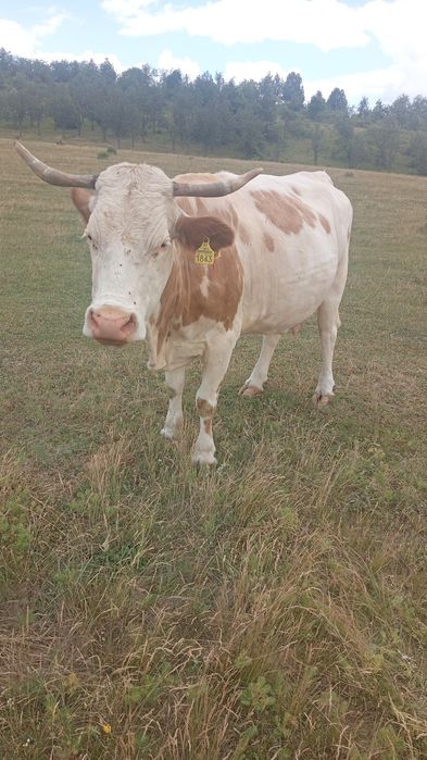 Vând vacă afata de 8 luni cu belga