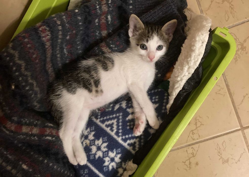 Морско котенце си търси дом!