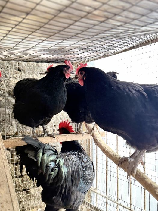 Qora shahzoda malikalari bilan foto sesada