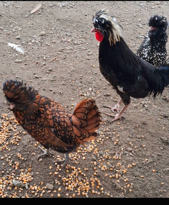 Motată olandeză si Paduana  !