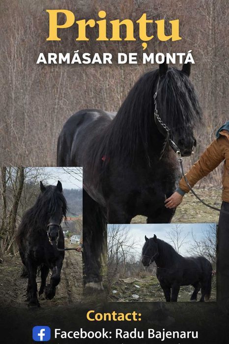Armasar de 6 ani