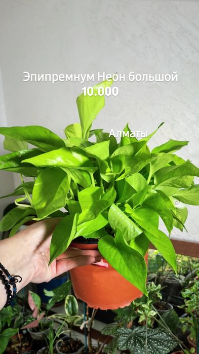 Комнатные растения