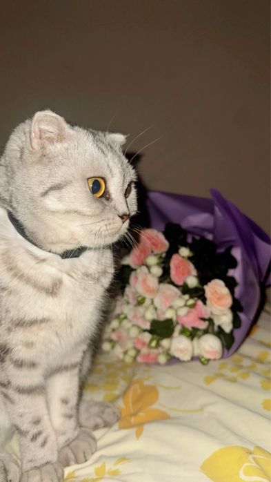 Кошка хорошый  , малынкы чысты  Шотланскы
