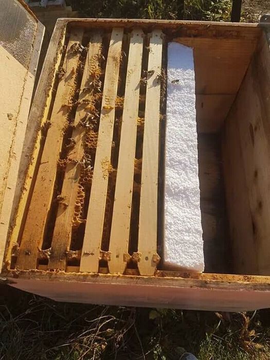 Vand fam albine cu lazi sau fara