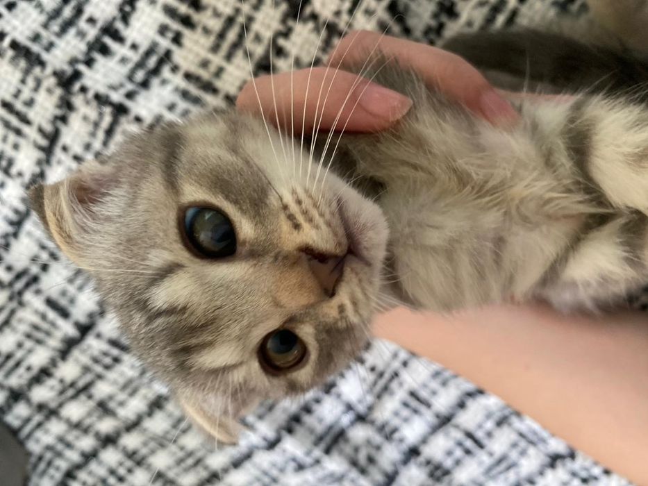 Шотландский котёнок, 2,5 месяца