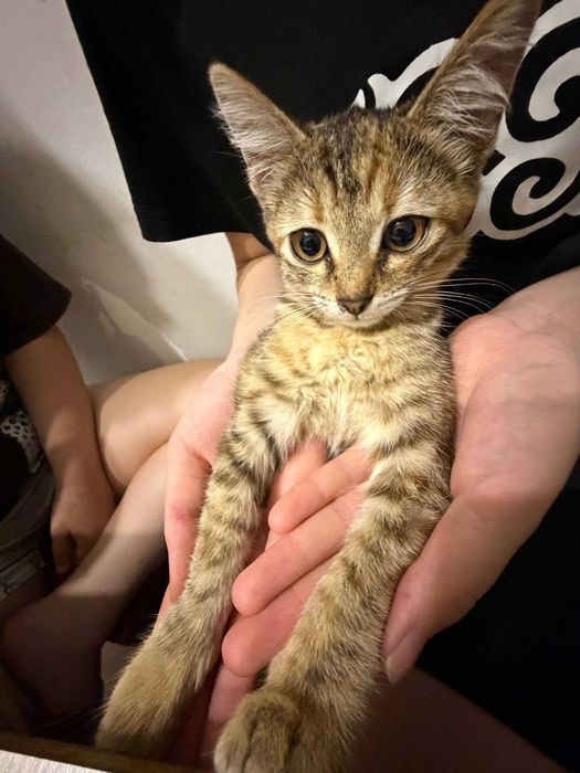 котенок отдам в хорошие руки