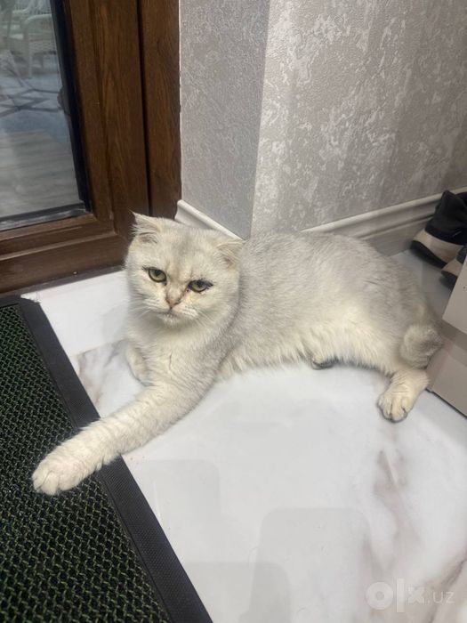 Отдам в добрые руки кошечка