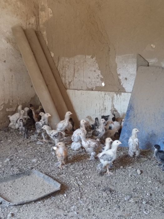 Цыплята. Куры. Цыпленки