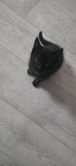 Отдам котят в добрые руки ,девочки 1,5 месяца