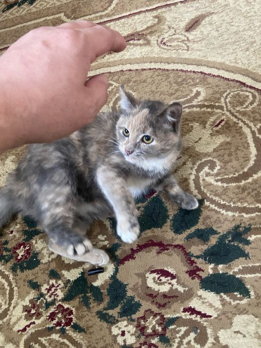 Отдам кошку в добрые руки