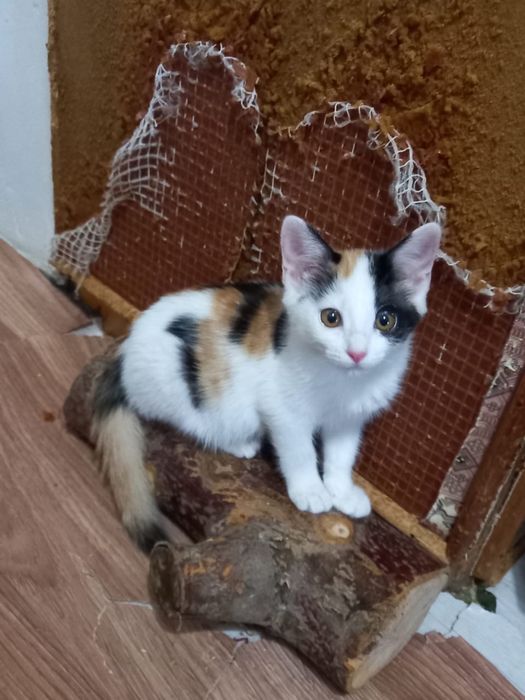 кошечка ищет дом