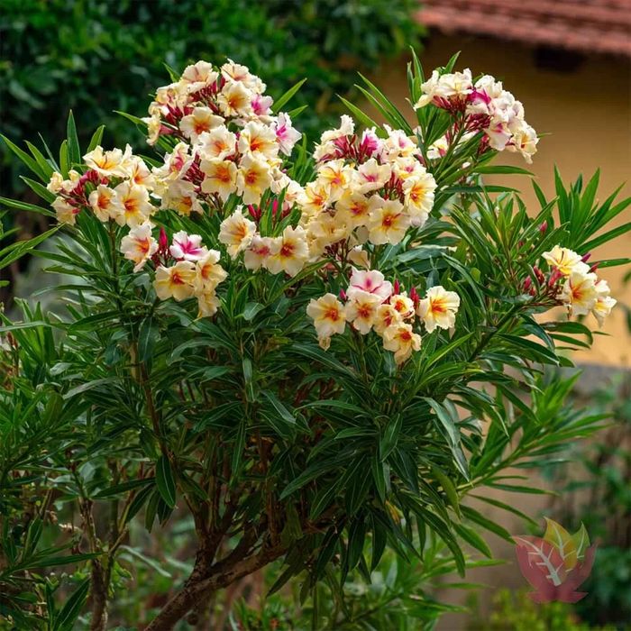 Leandru ( avem toate culorile in stoc )