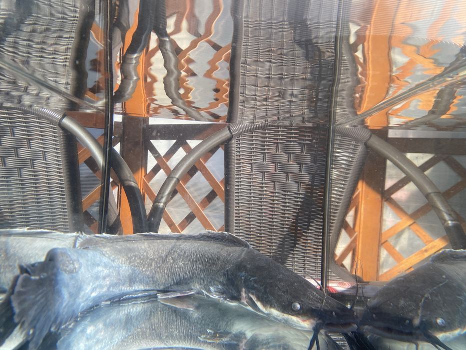 Acvariu pesti  Somn african mare