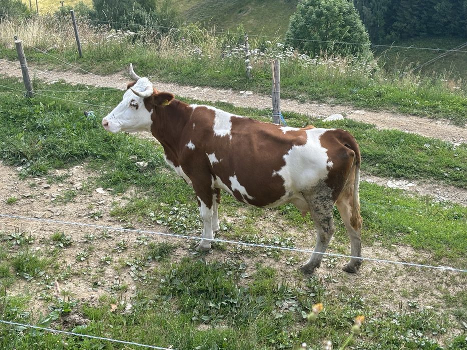De vânzare vacă cu vițel