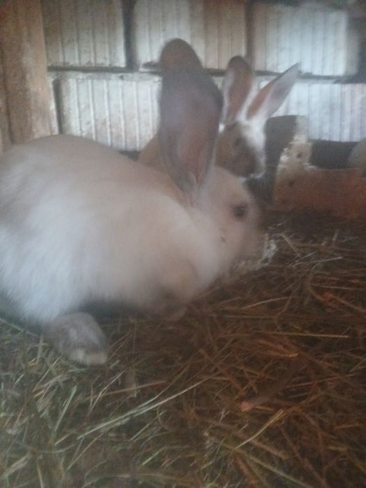 Vând iepuri secuiești 80 de lei bucata.Nr tel 0792489520.