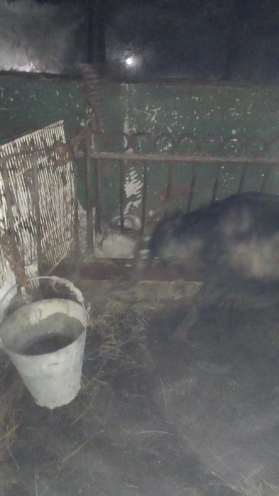 Продавам ярета и кози