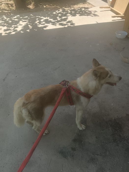 Собака сибирский хаски Ещё не родила