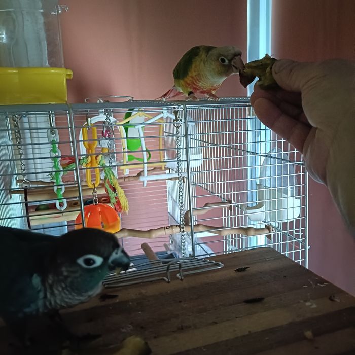 Vând papagali pyrrhura molinae