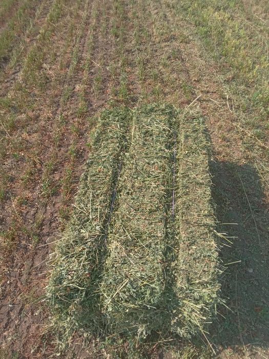 Baloti lucerna brasov