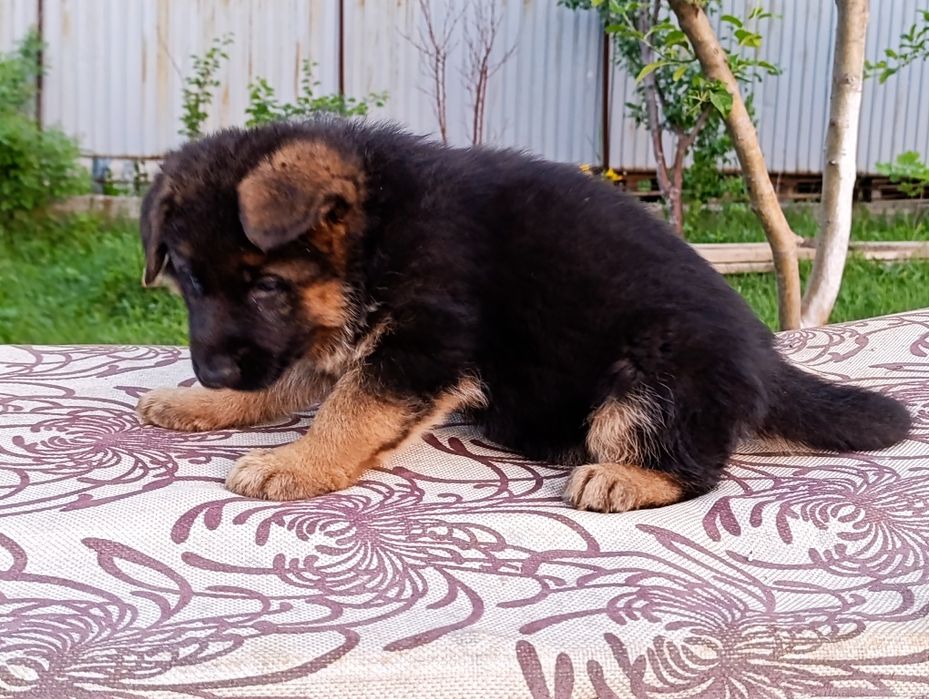 Продается немецкий щенки