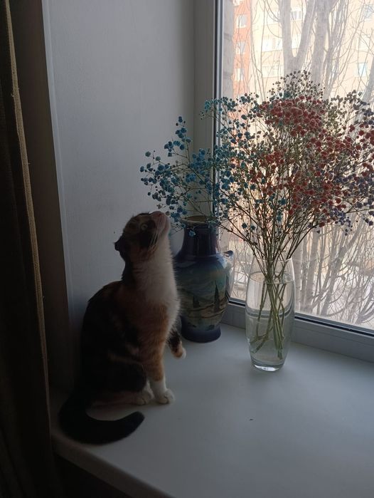 Отдаём кошку в добрые руки