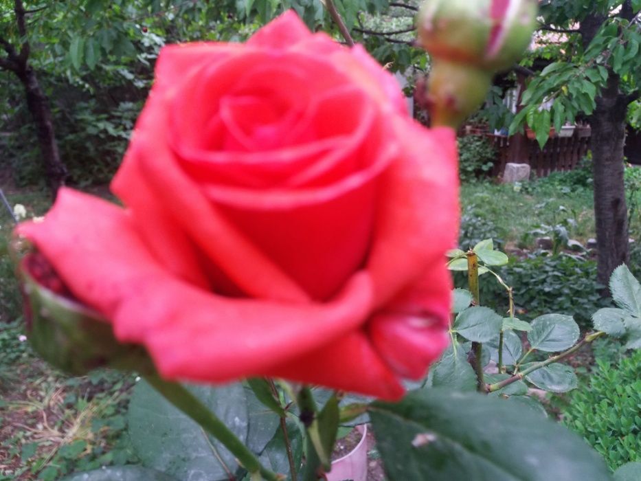 Продава се Къща в Горна Оряховица - 220 кв.м за 441 €/кв.м - Снимка #20