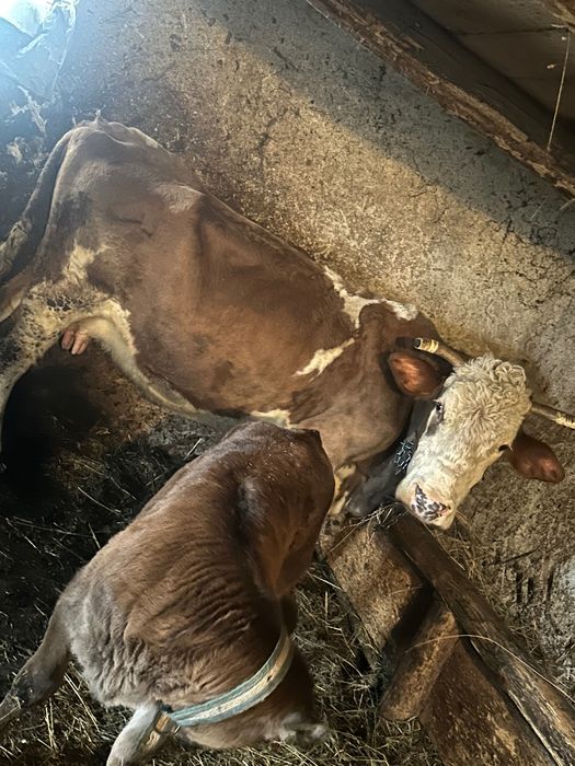 Vaca bălțata românească cu vitica nelgian