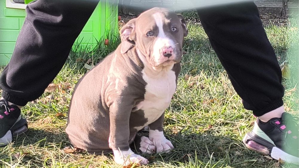 Американско Були Хл