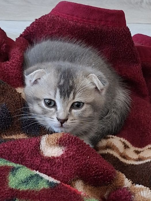 Продаются котята