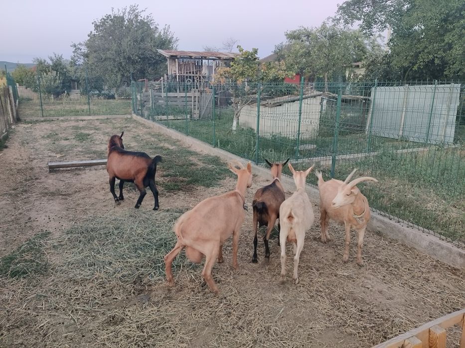 Vând capre Saneen și Alpina franceza