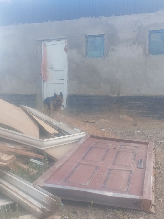 Немic овчаркасы еркек.