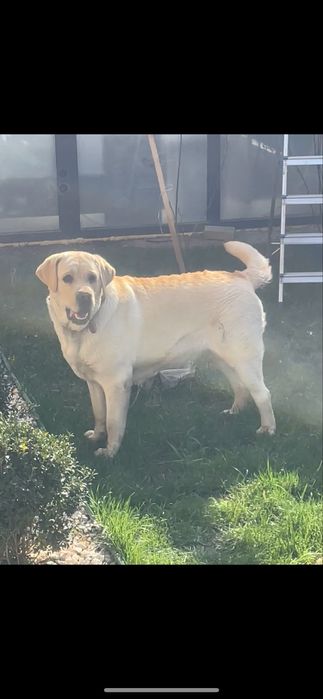 Лабрадор с документами