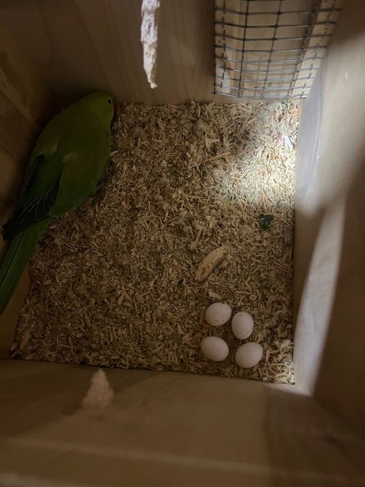 Сотилади Рабочая пара Ожерелового попугая