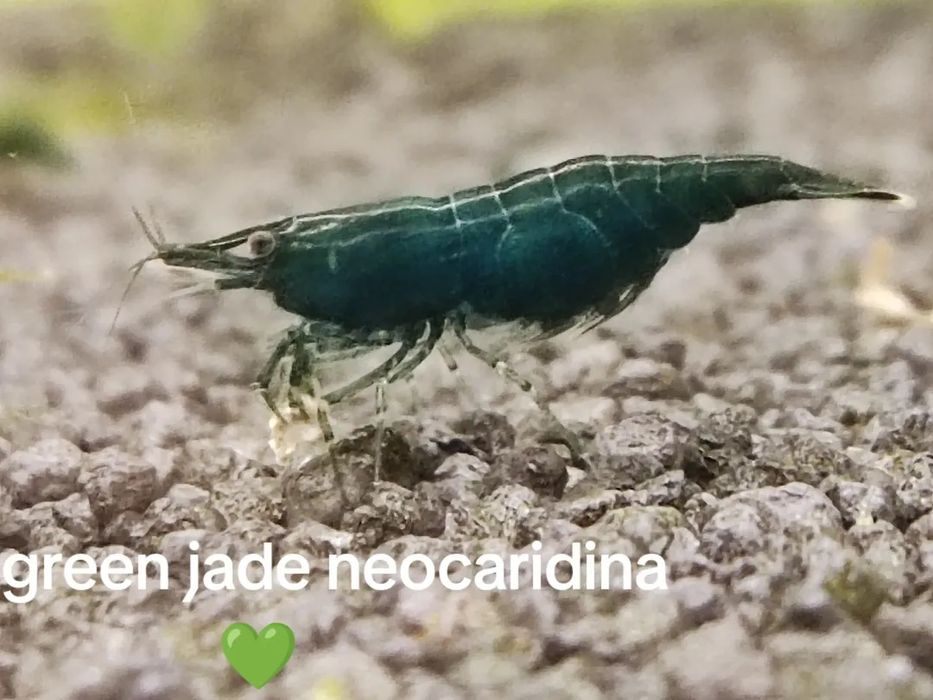 Creveti verde inchis/dark green jade