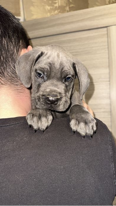 Шенок Кане корсо