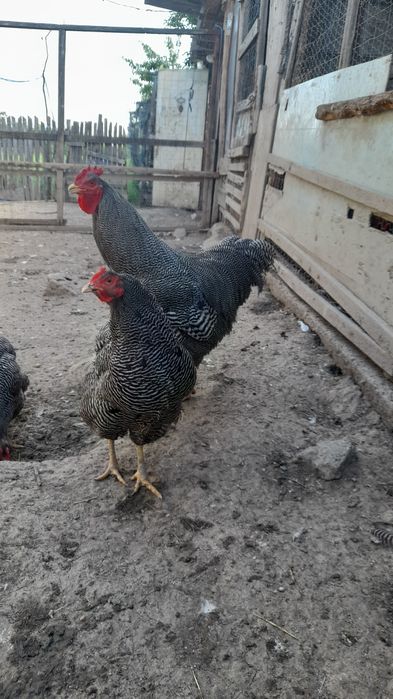 Vhnd 2 gaini si un cocos roc barat cocosu 200 lei si gaina 150 lei