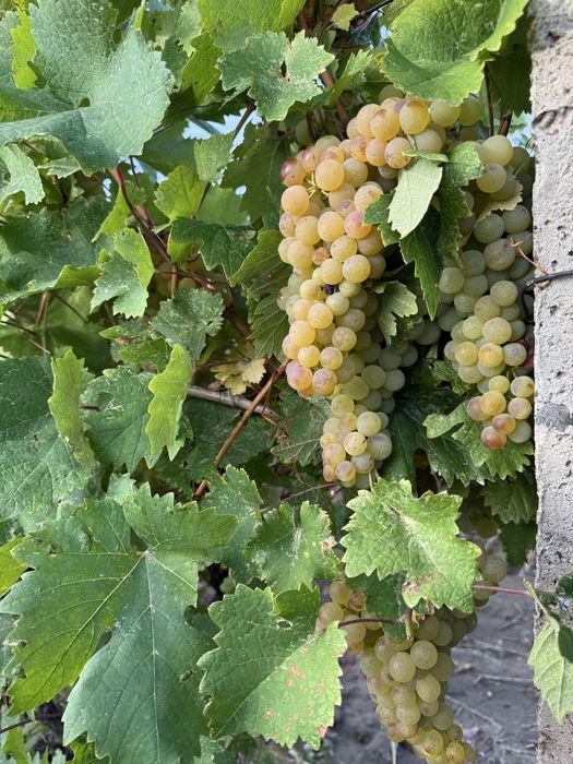 Vând struguri de vin