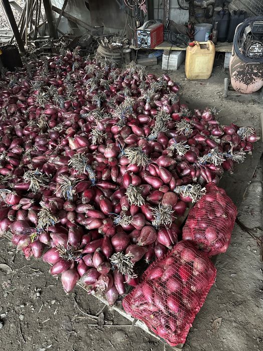 Ceapa roșie de apa (Buzău)