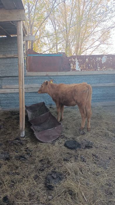 Ұрғашы баспақ сатылады